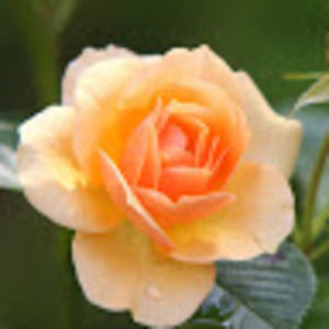 Meet your Posher, Riley